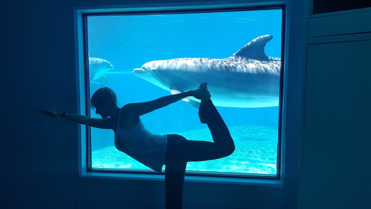 Yoga Among the Dolphins
