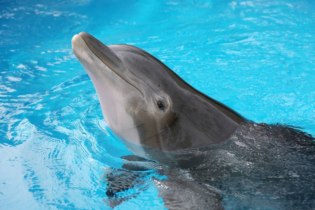 The Secret Garden and Dolphin Habitat