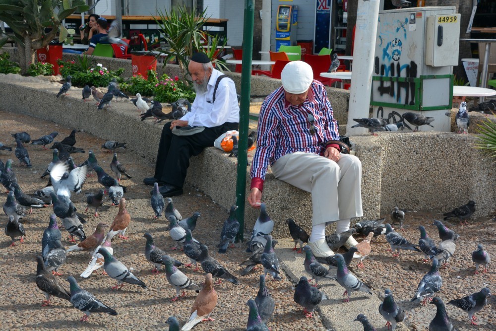 No more pigeon feeding, please!