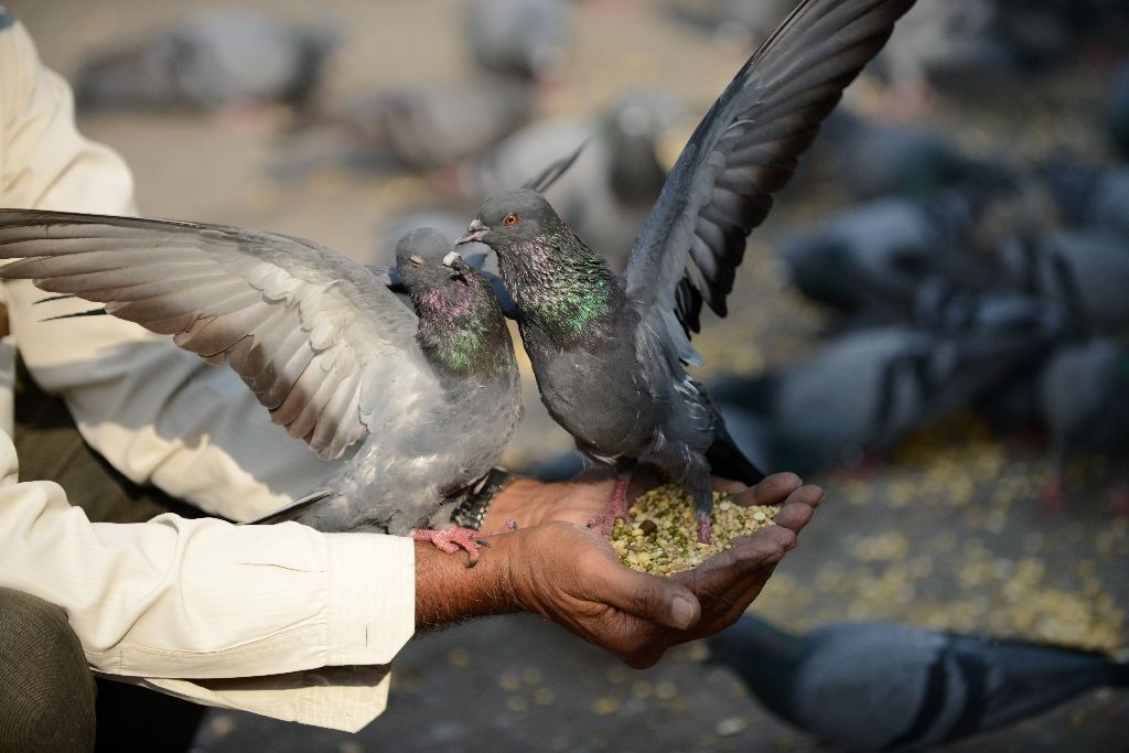 No Feeding Pigeons