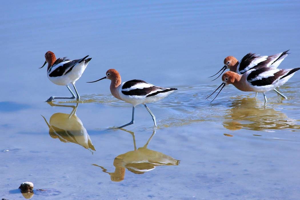 Henderson Bird Viewing Preserve
