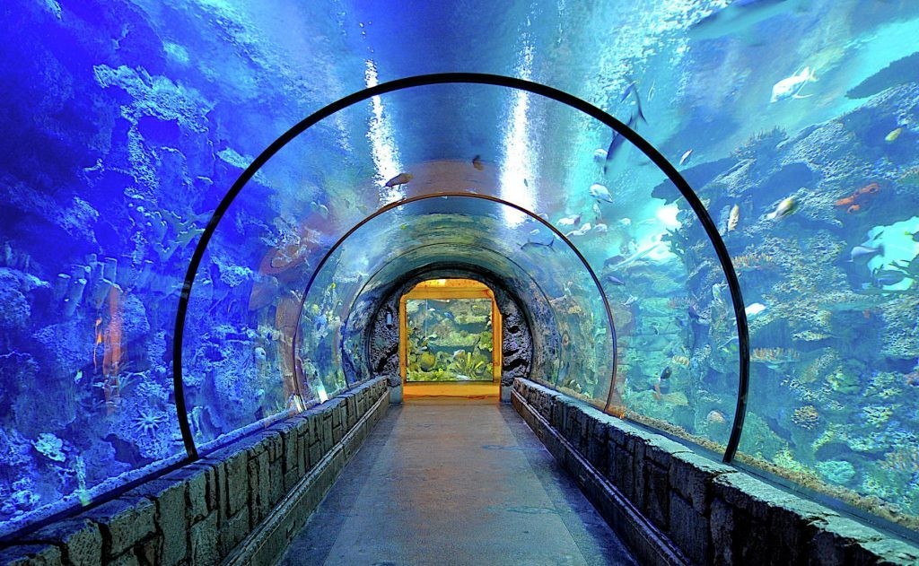 Visiting the Shark Reef Aquarium