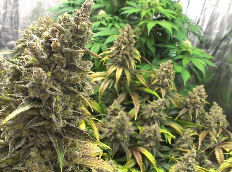 Bruce Banner