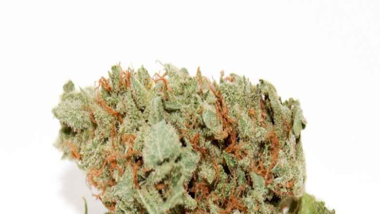 6 Best Hybrid Cannabis Strains in Vegas January 2021